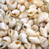 beige small conch whelk shell 1 kg